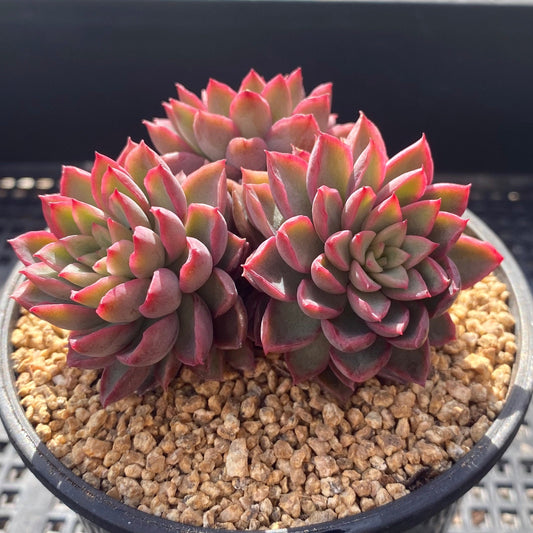 Echeveria sagita small form