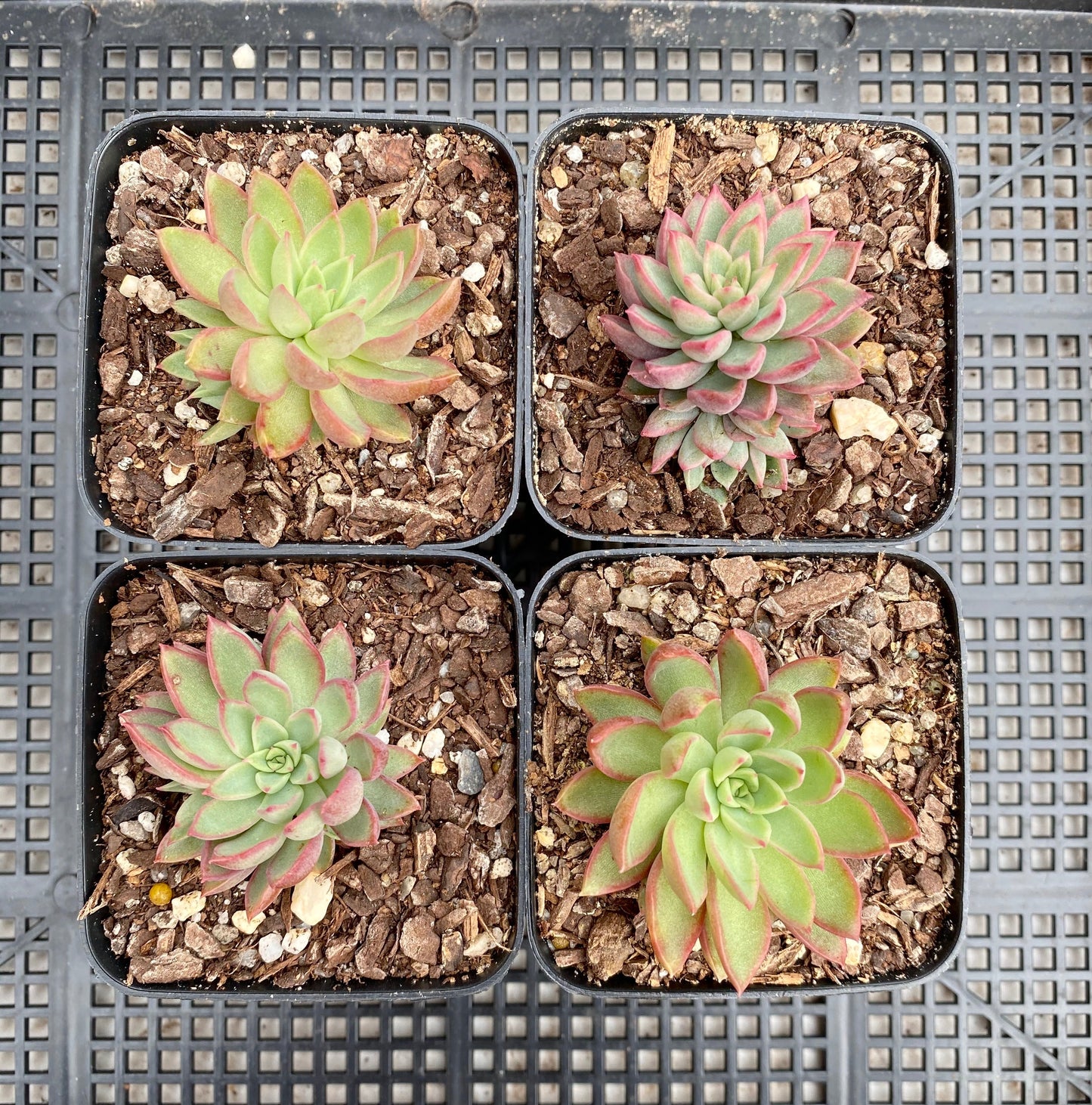 Echeveria sagita small form