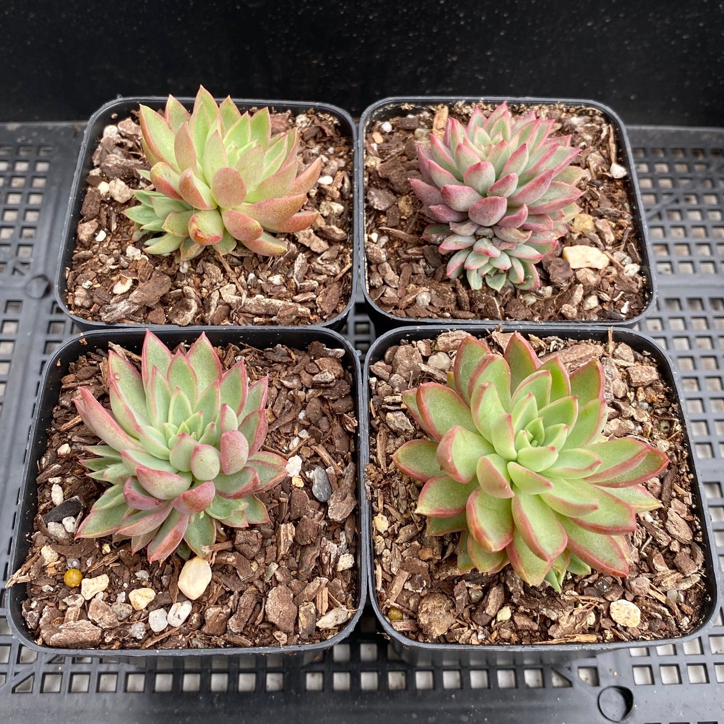 Echeveria sagita small form