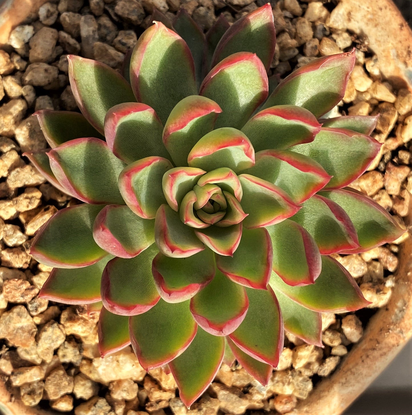 Echeveria sagita small form