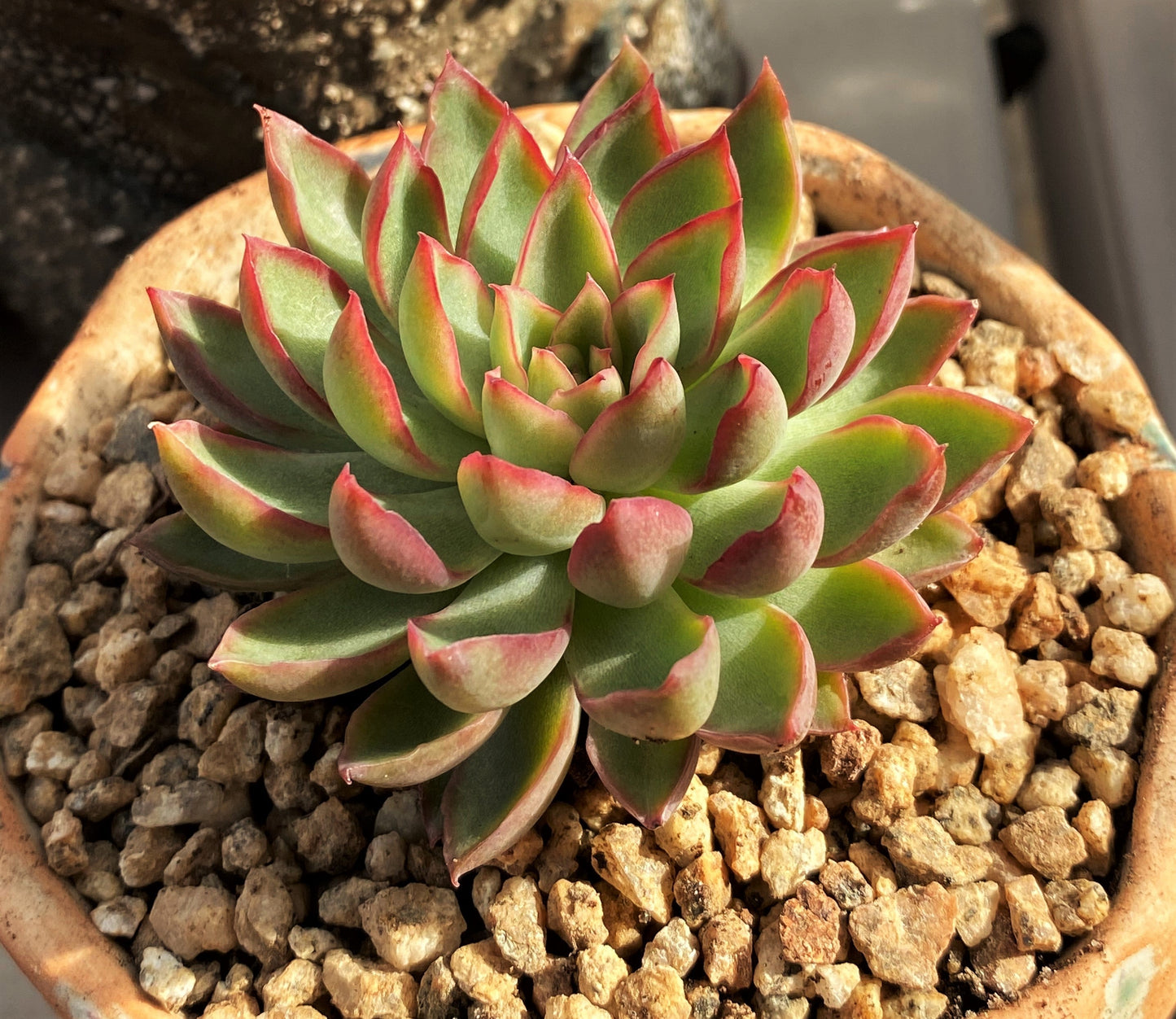 Echeveria sagita small form