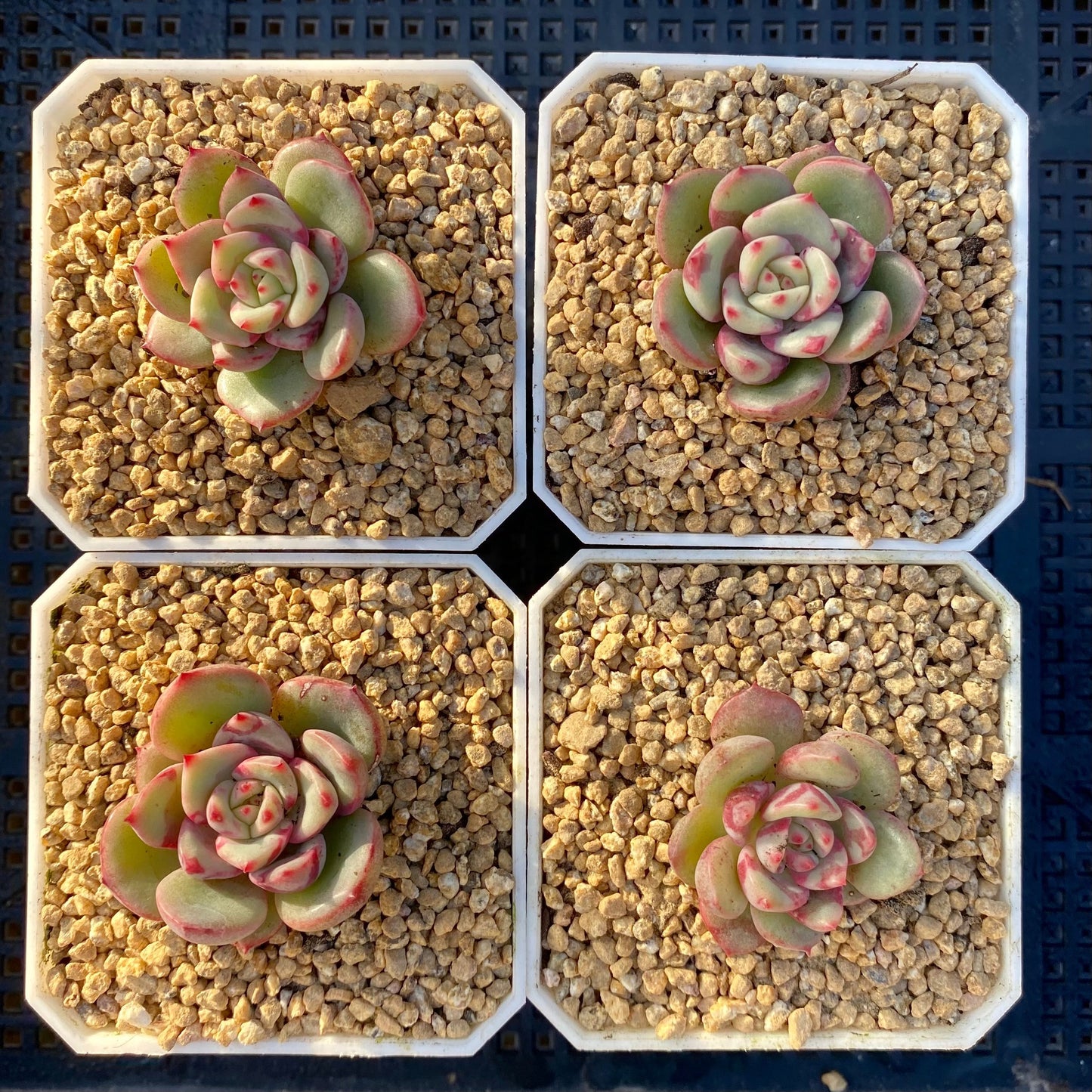 Echeveria salmon