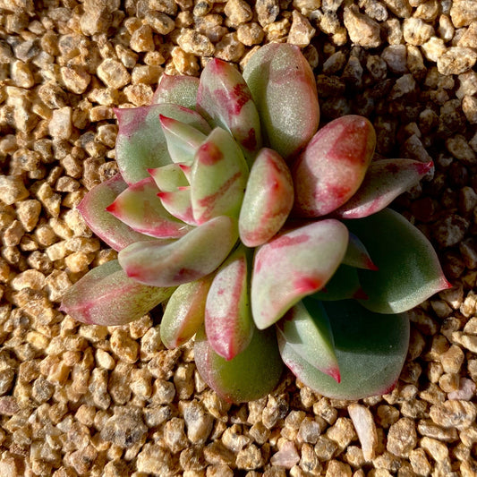 Echeveria salmon