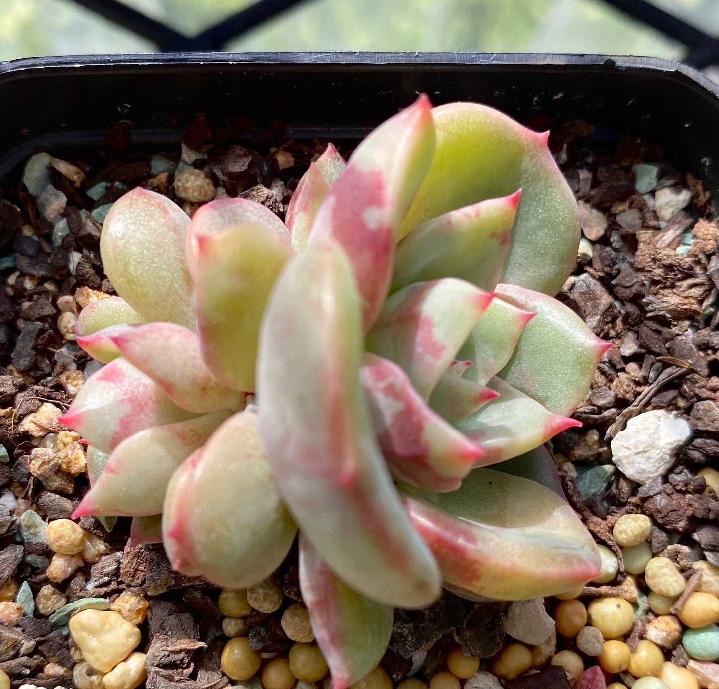 Echeveria salmon