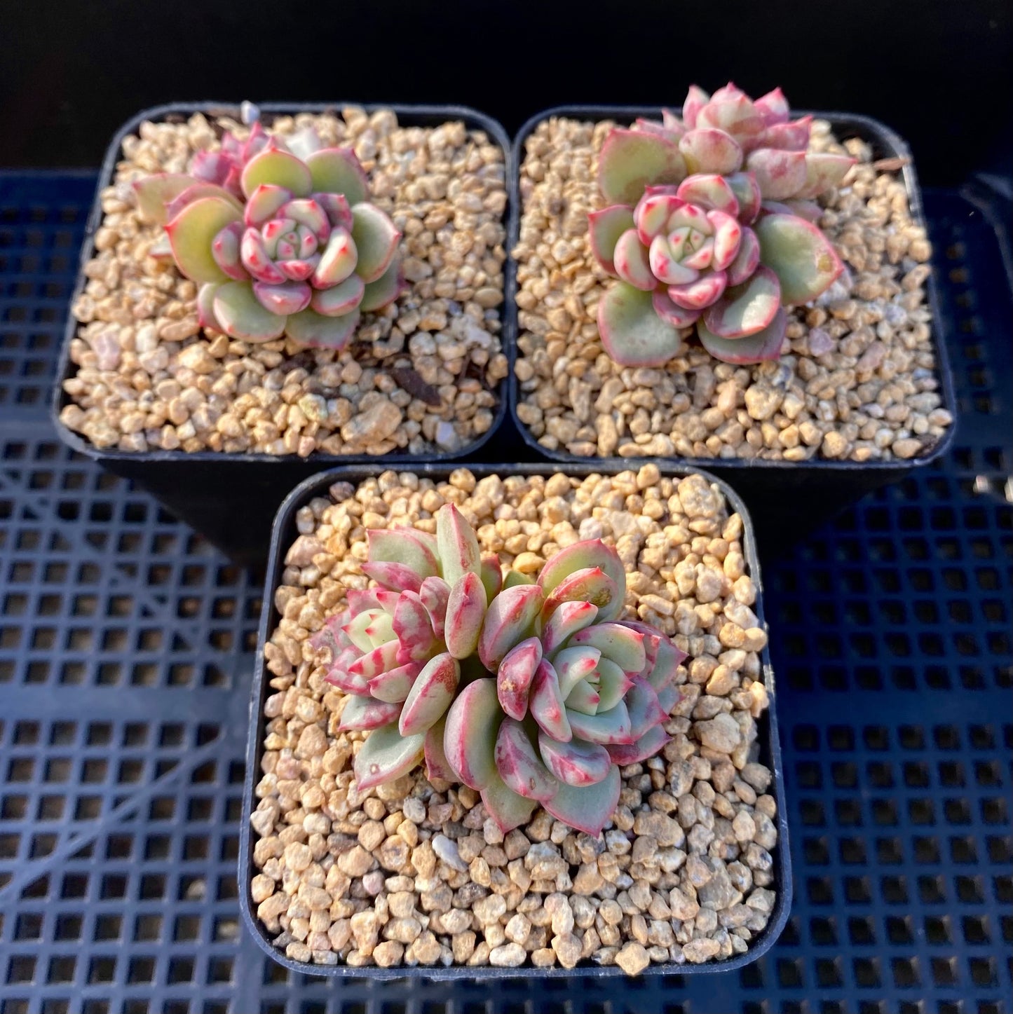 Echeveria salmon