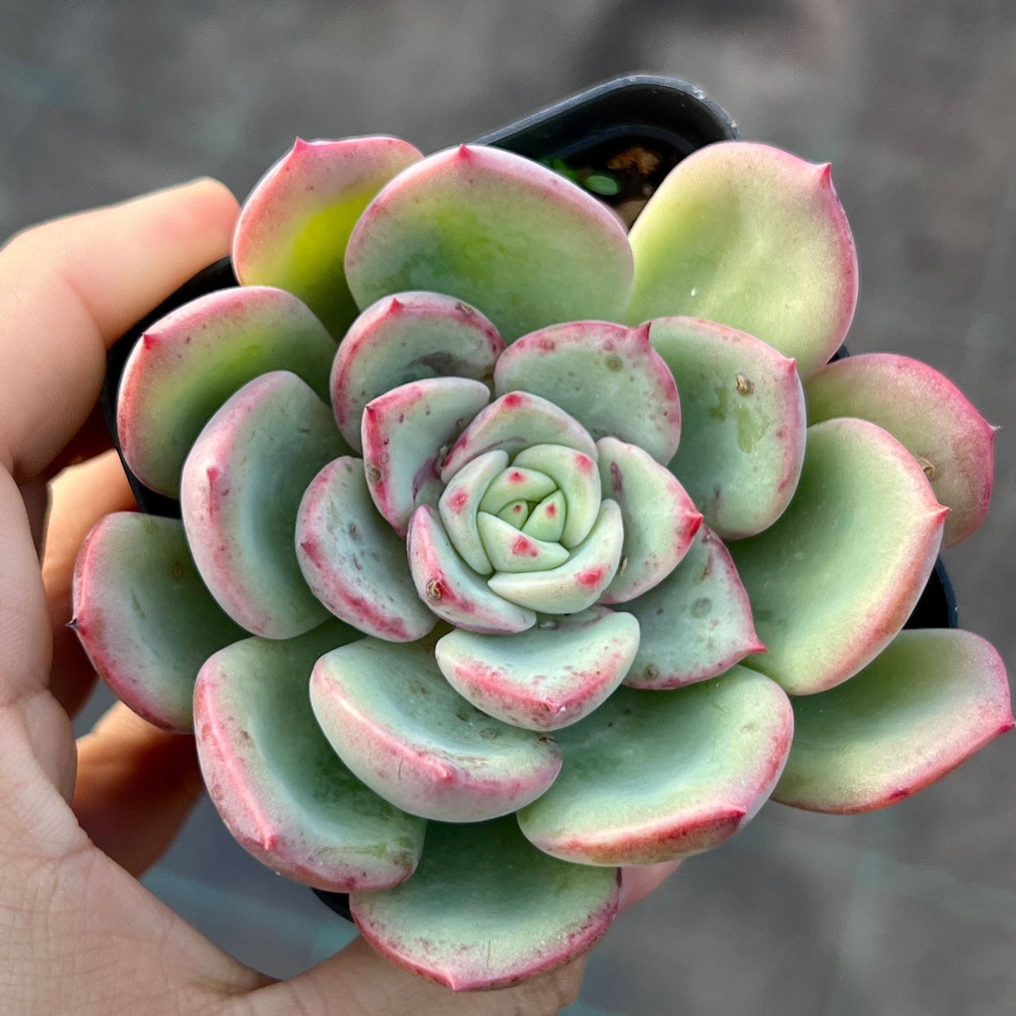 Echeveria salmon