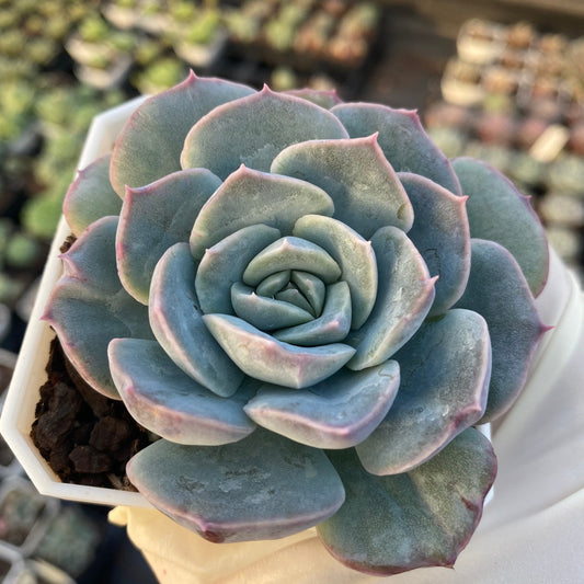 Echeveria sanchez monstrose
