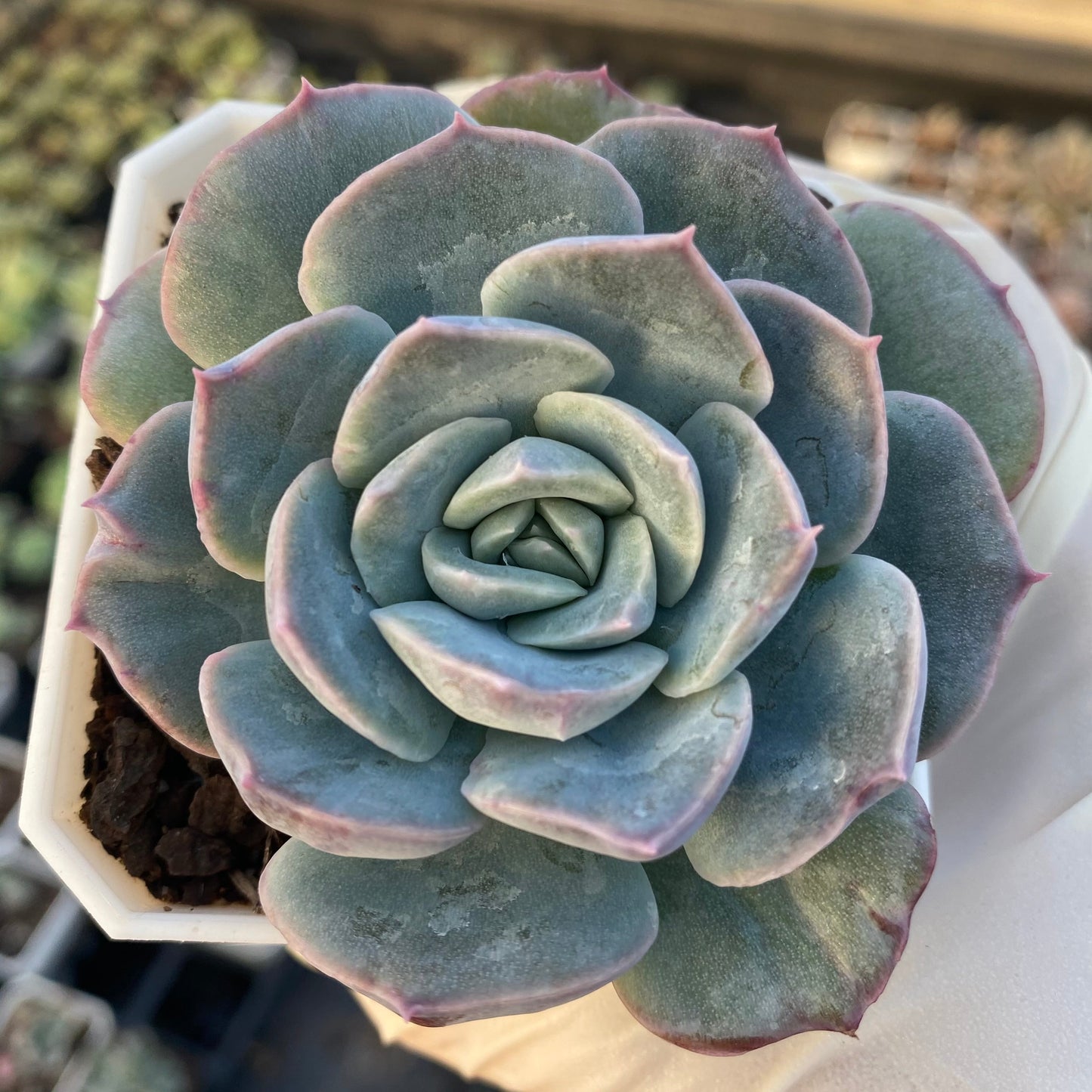 Echeveria sanchez monstrose
