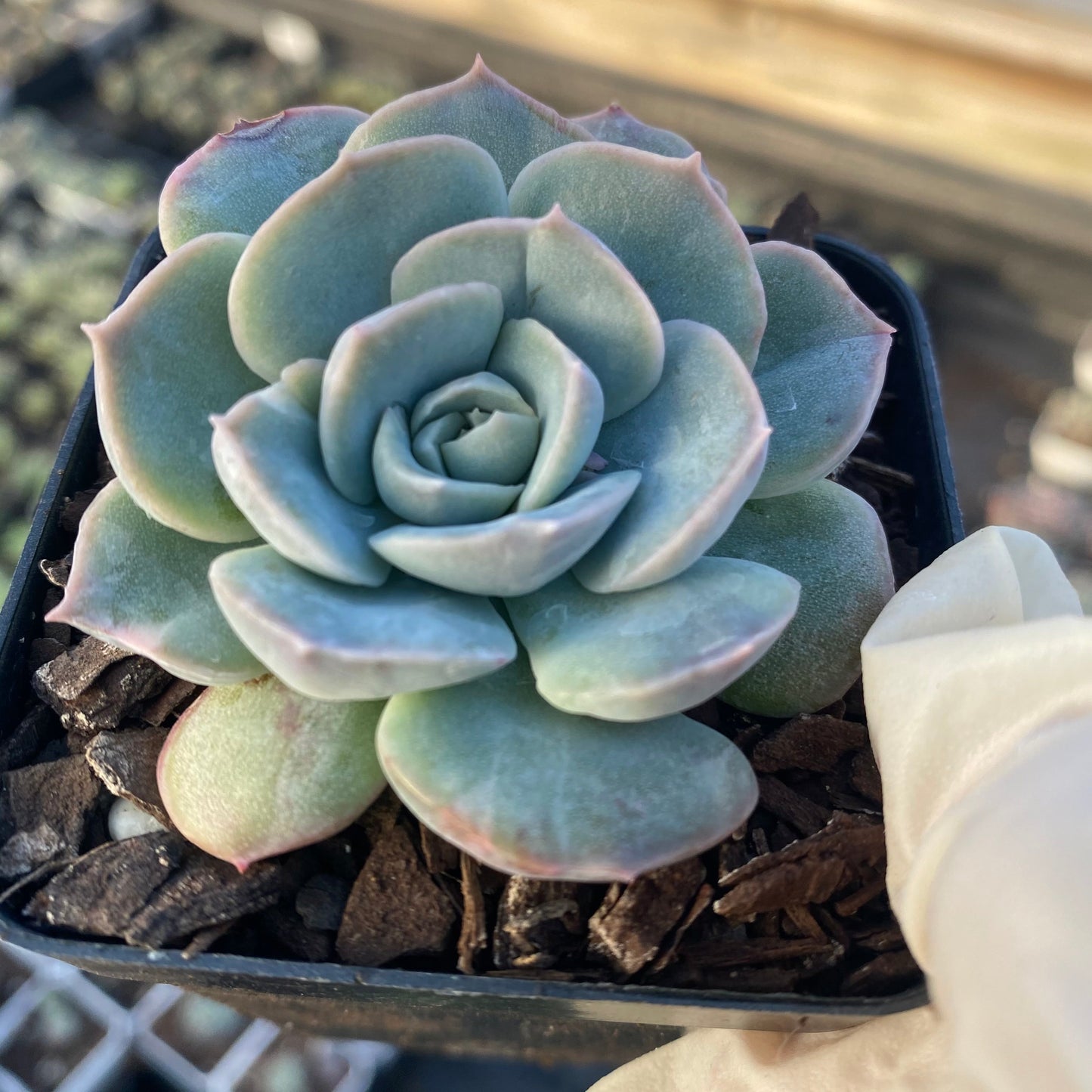 Echeveria sanchez monstrose