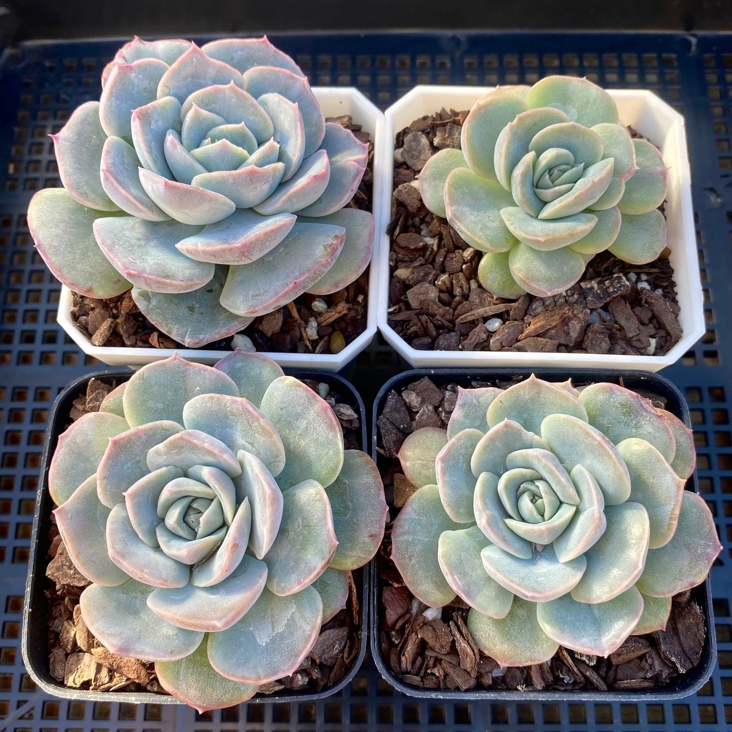 Echeveria sanchez monstrose