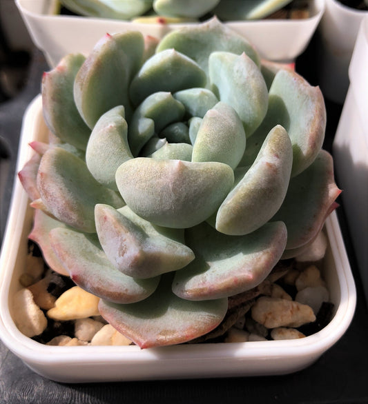 Echeveria sarahime botan x lilacina monstrose