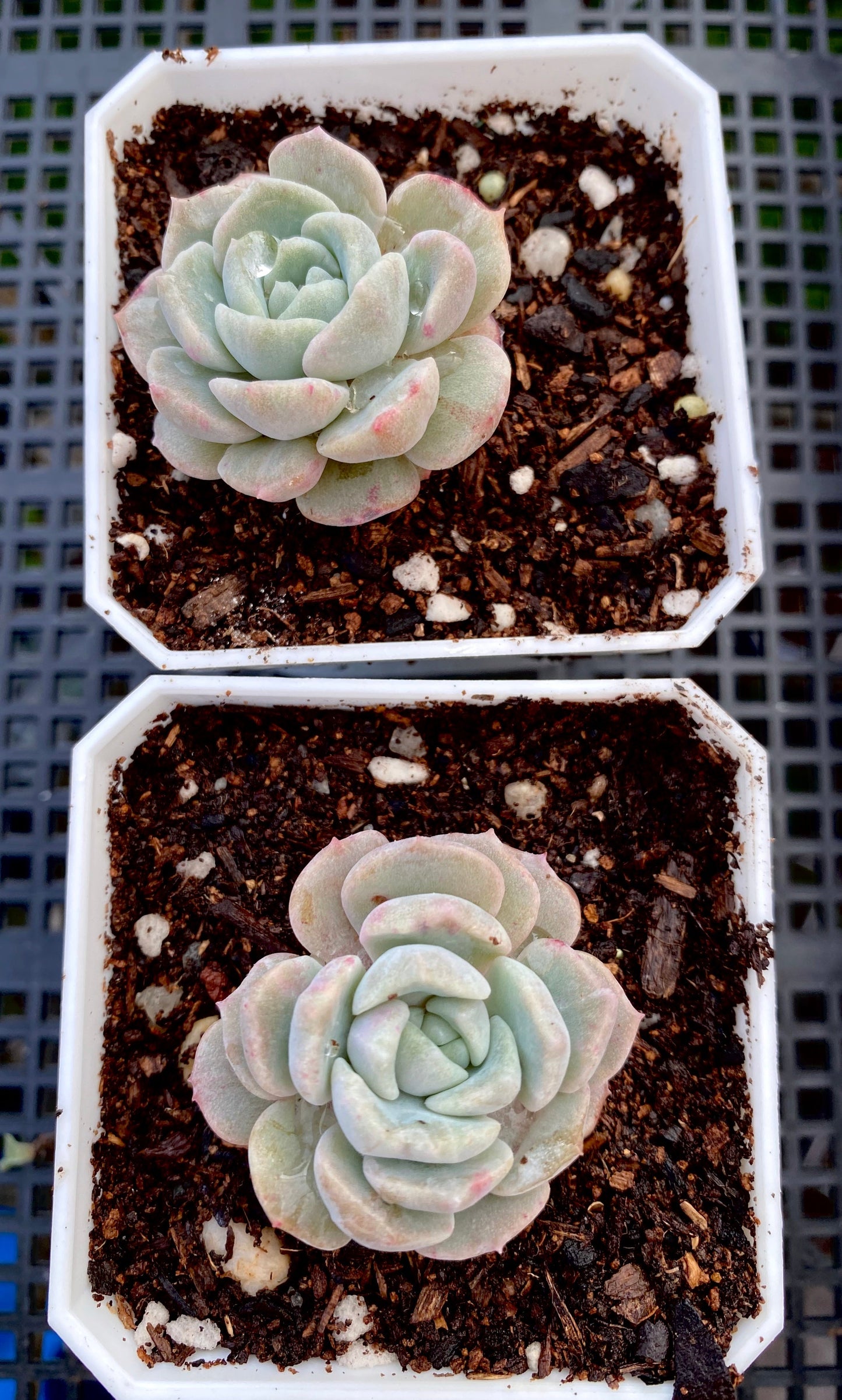 Echeveria sarahime botan x lilacina monstrose