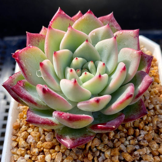 Echeveria sarahime botan x puebla