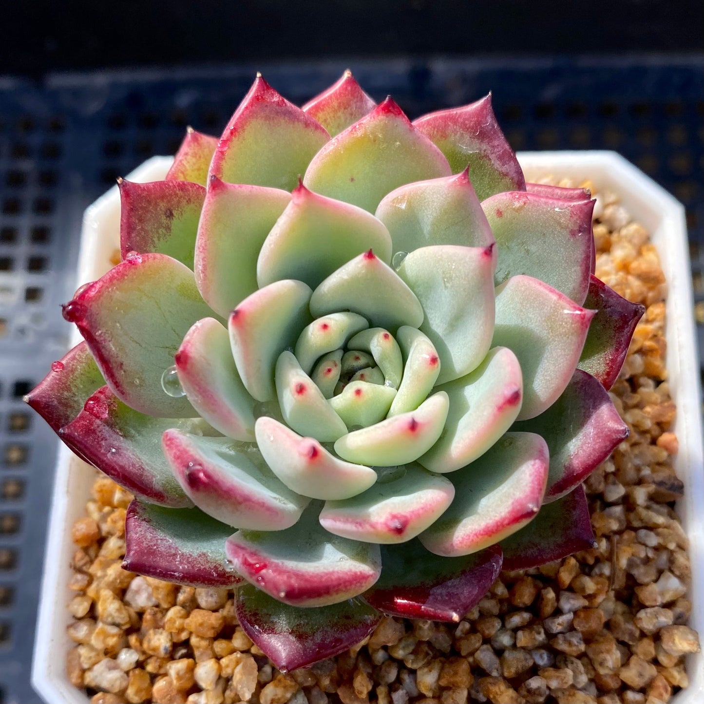 Echeveria sarahime botan x puebla