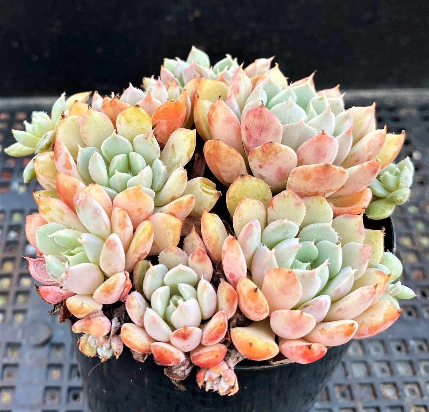 Echeveria setosa var. deminuta x lilacina