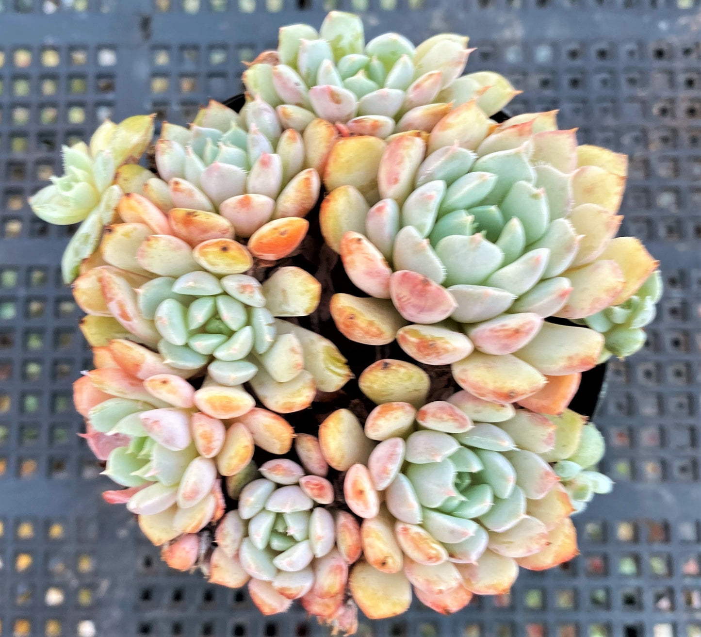 Echeveria setosa var. deminuta x lilacina