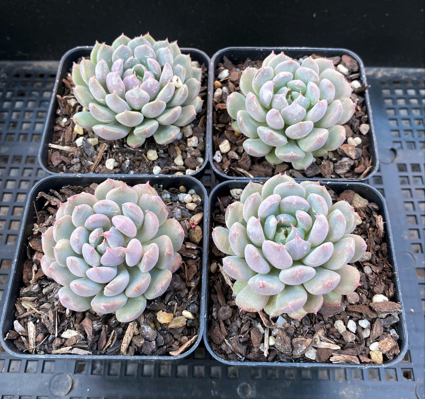 Echeveria setosa var. deminuta x lilacina