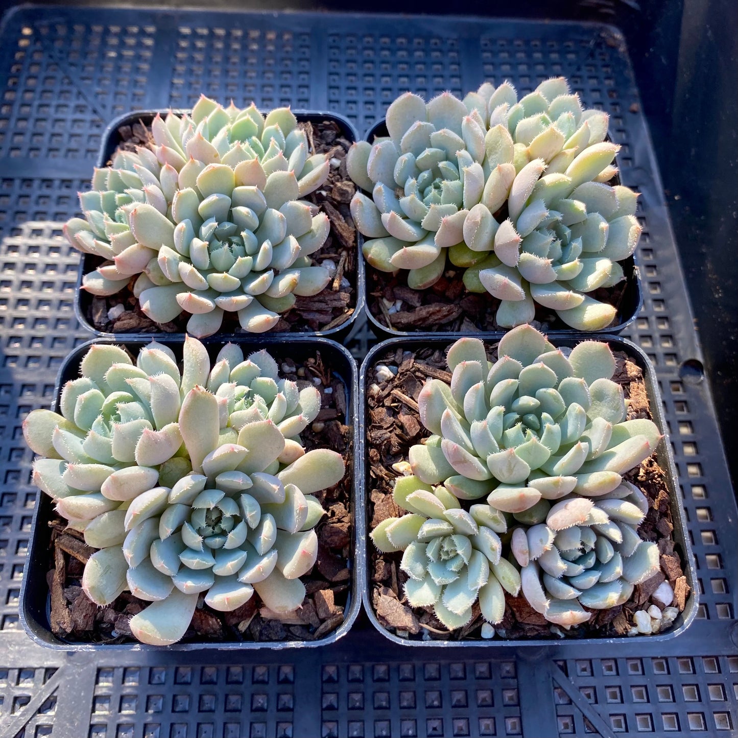 Echeveria setosa var. deminuta x lilacina