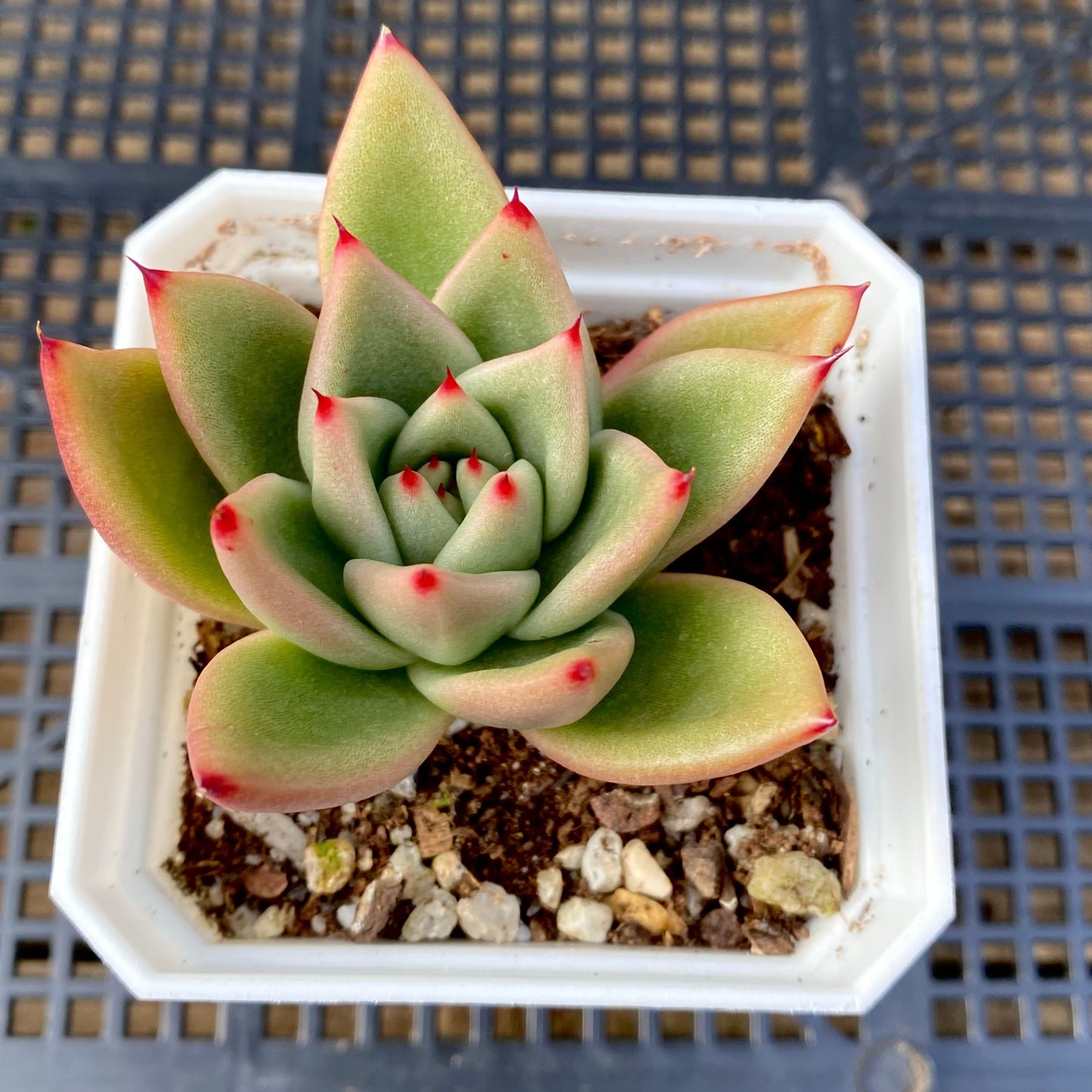 Echeveria agavoides gaya