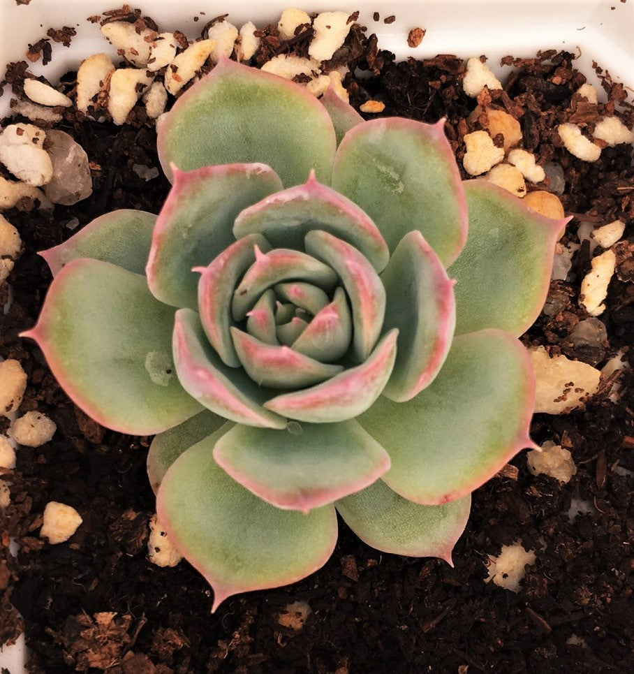 Echeveria silhouette