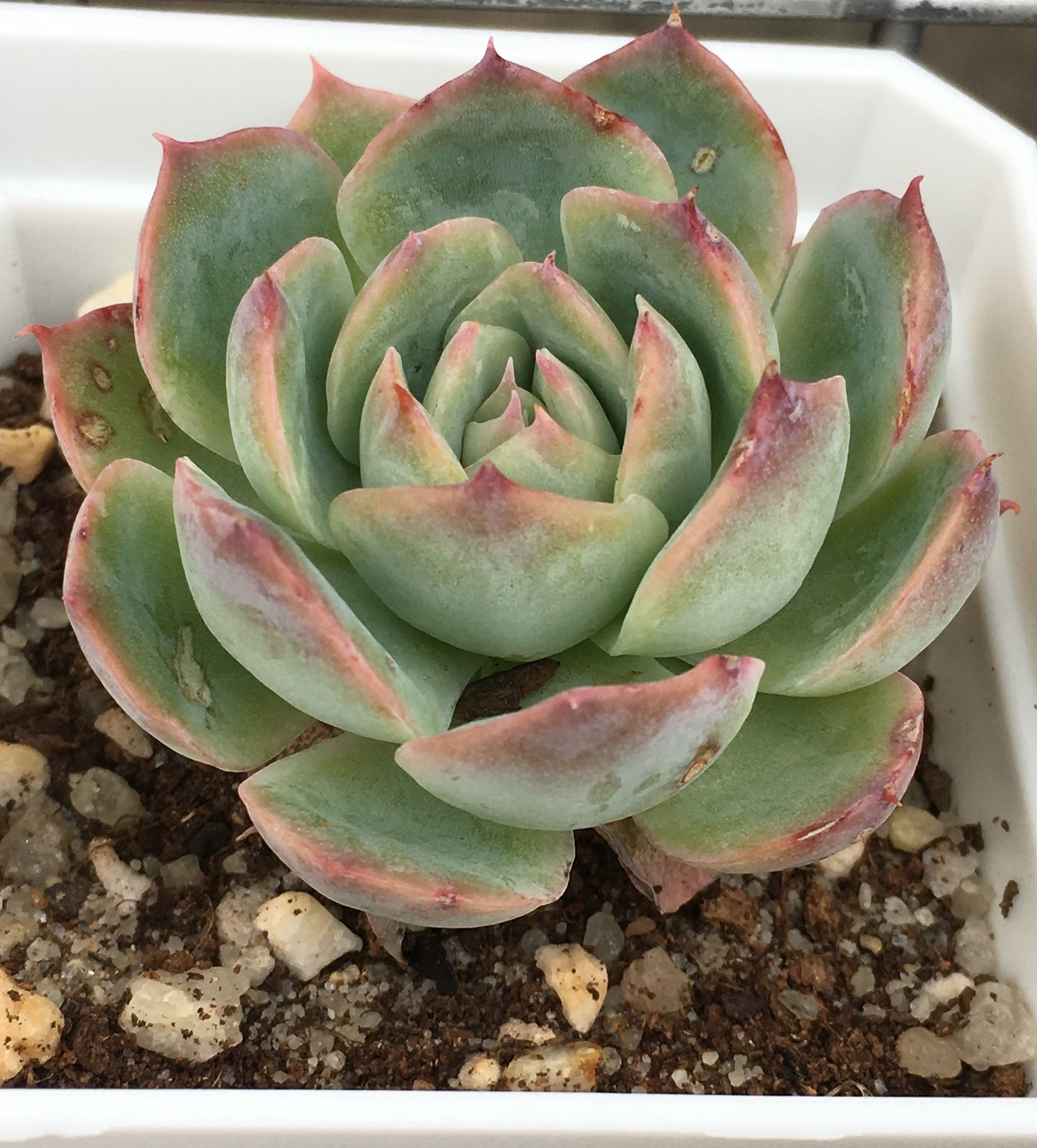 Echeveria silhouette