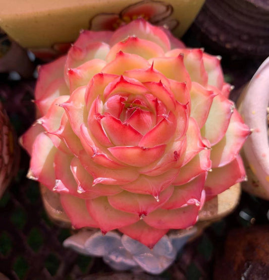 Echeveria silhouette