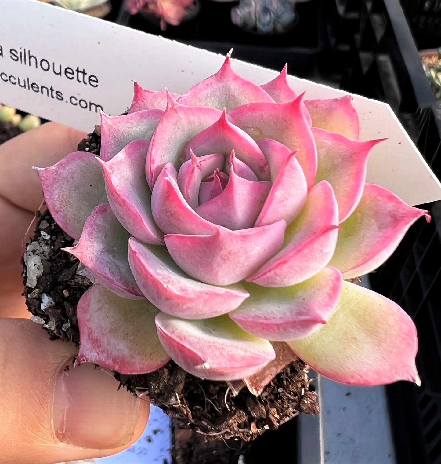 Echeveria silhouette