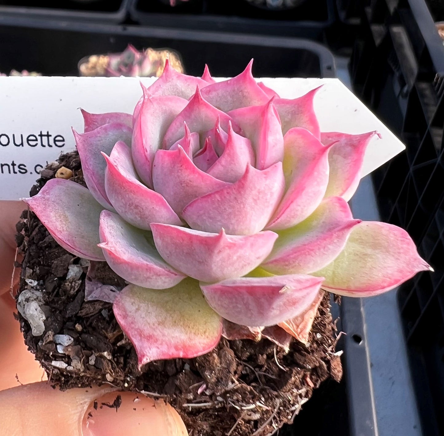Echeveria silhouette