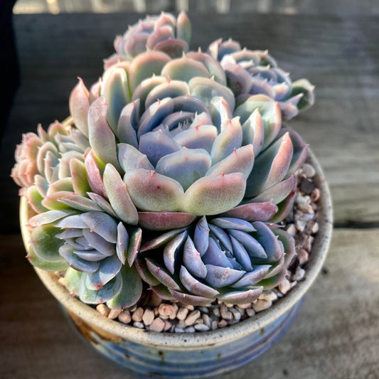 Echeveria sina