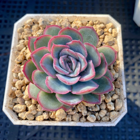 Echeveria strawberry ice