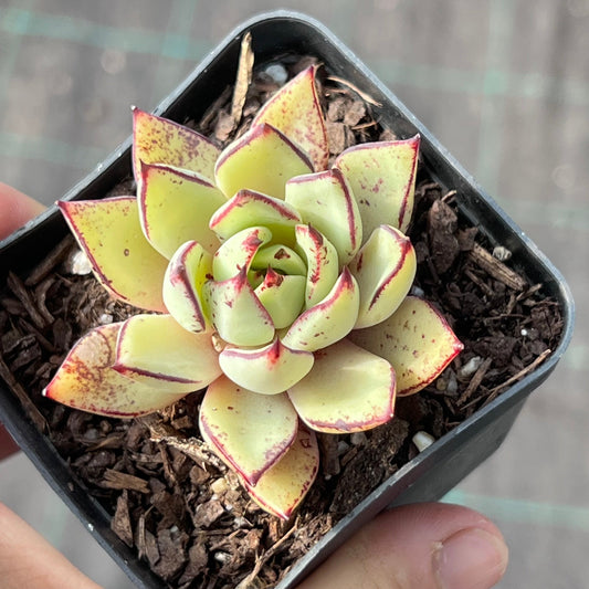Echeveria Strictiflora x Ebony
