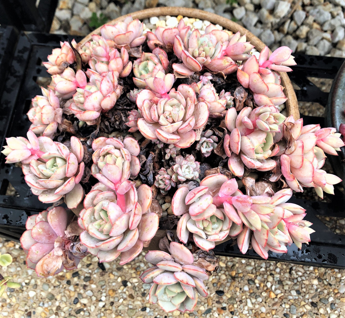 Echeveria subcorymbosa lau 026