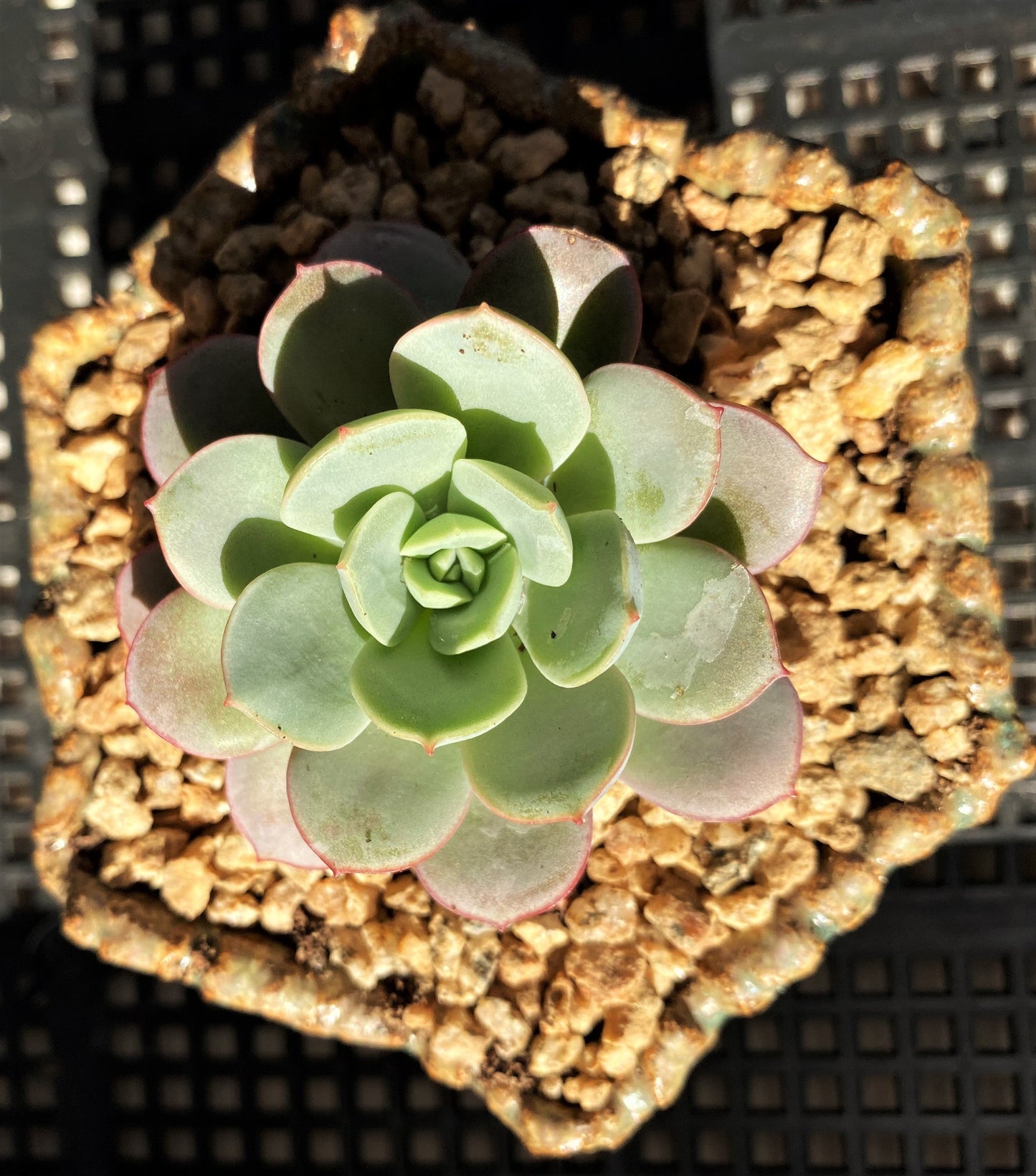 Echeveria subcorymbosa lau 026