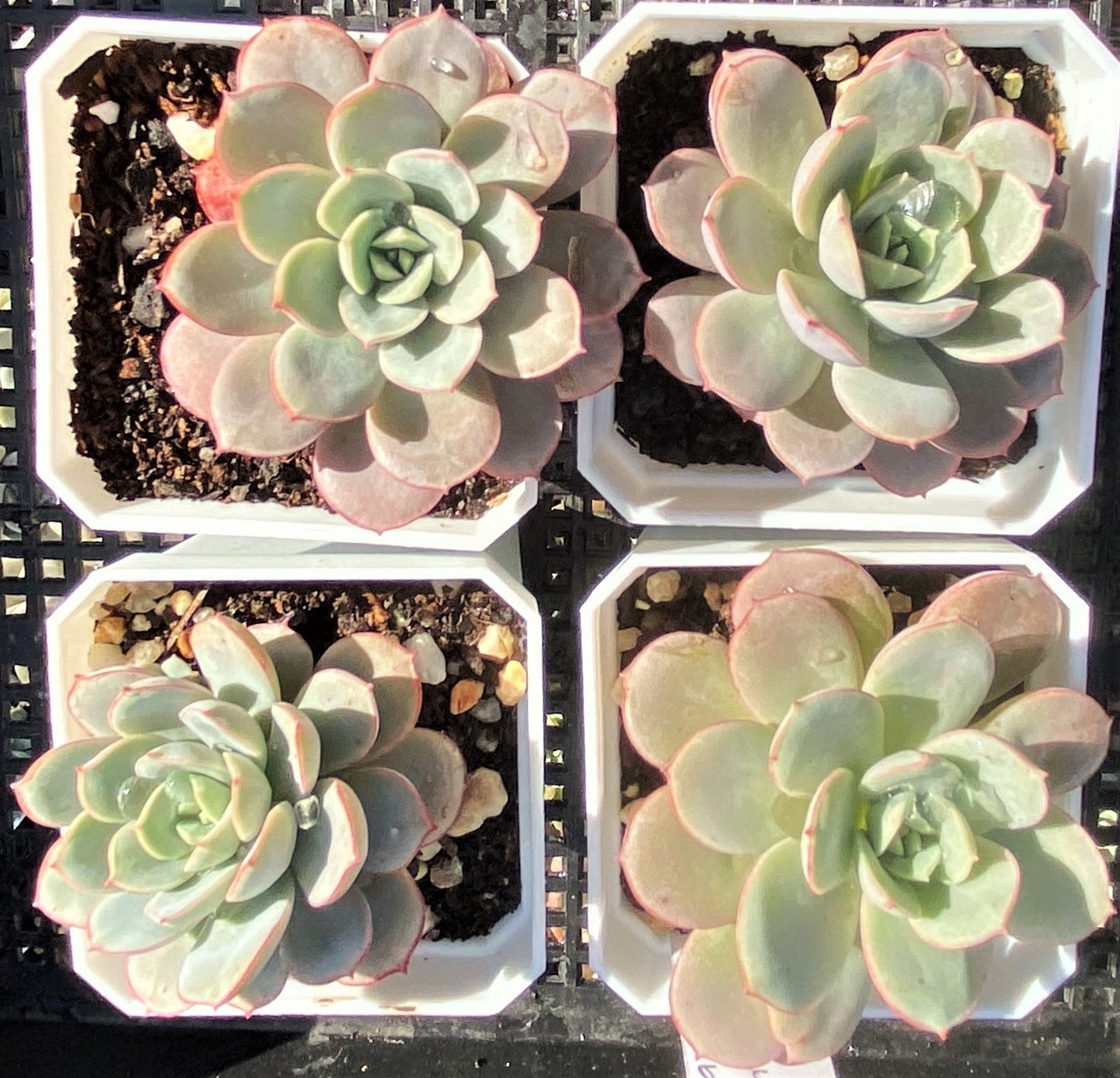 Echeveria subcorymbosa lau 026