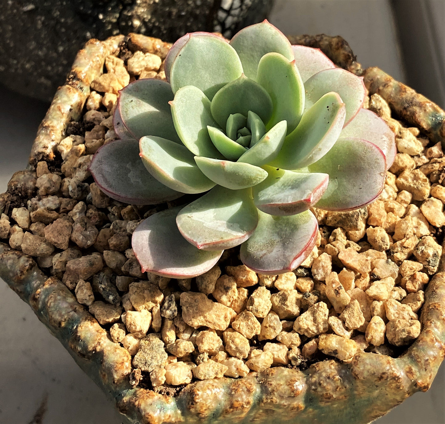 Echeveria subcorymbosa lau 026