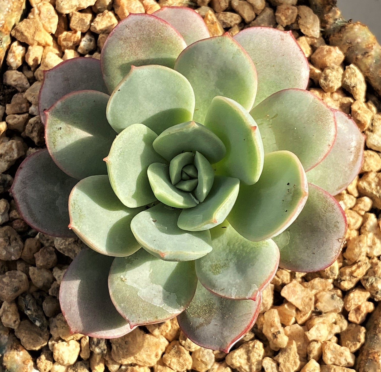 Echeveria subcorymbosa lau 026