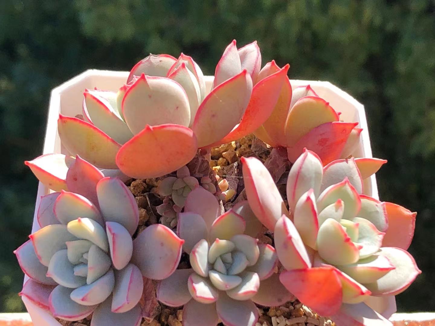 Echeveria subcorymbosa lau 026