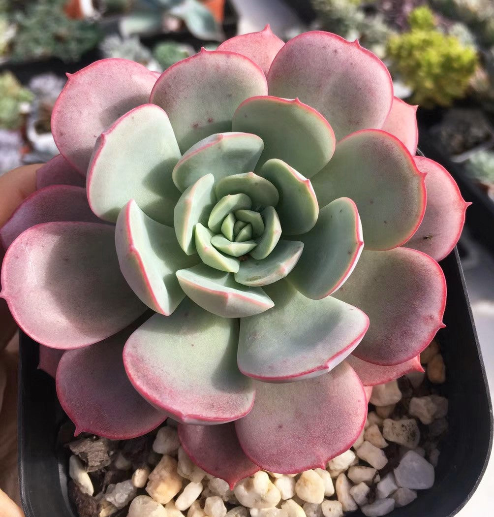 Echeveria subcorymbosa lau 026