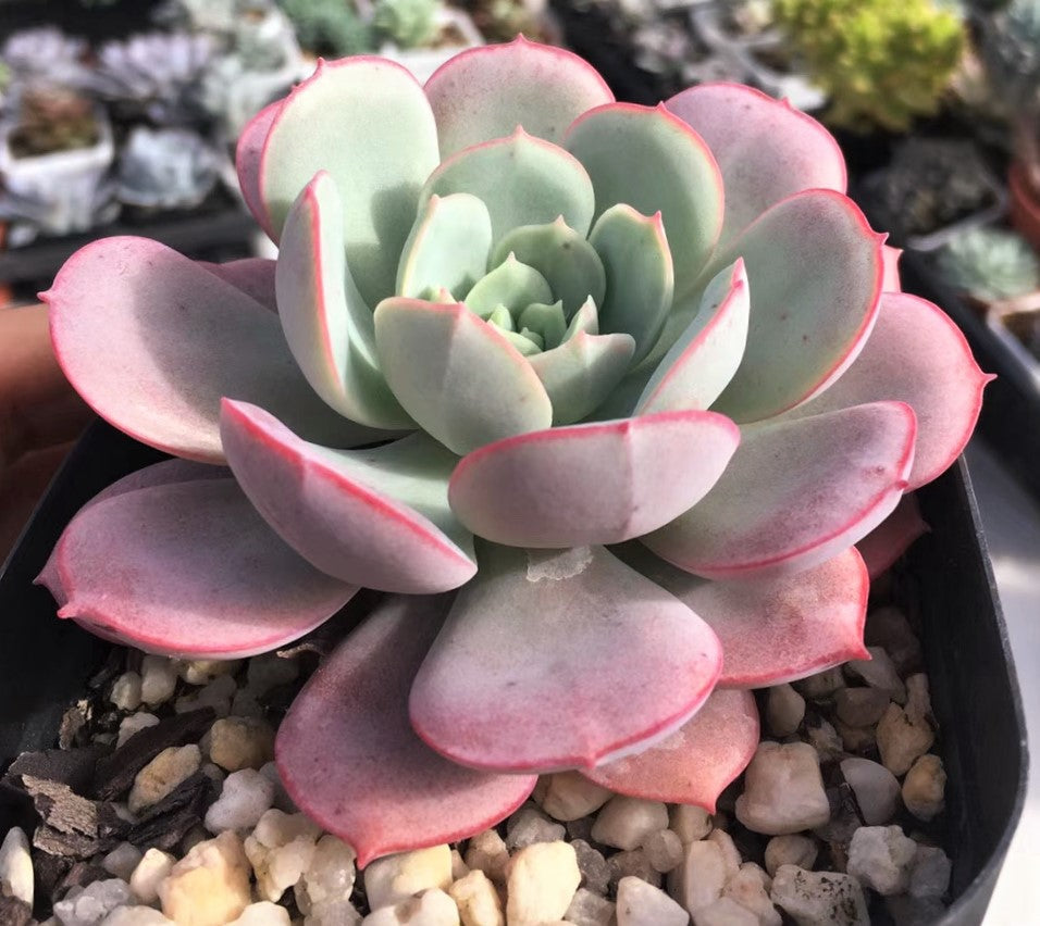 Echeveria subcorymbosa lau 026