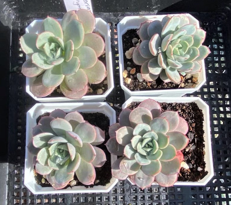 Echeveria subcorymbosa lau 026
