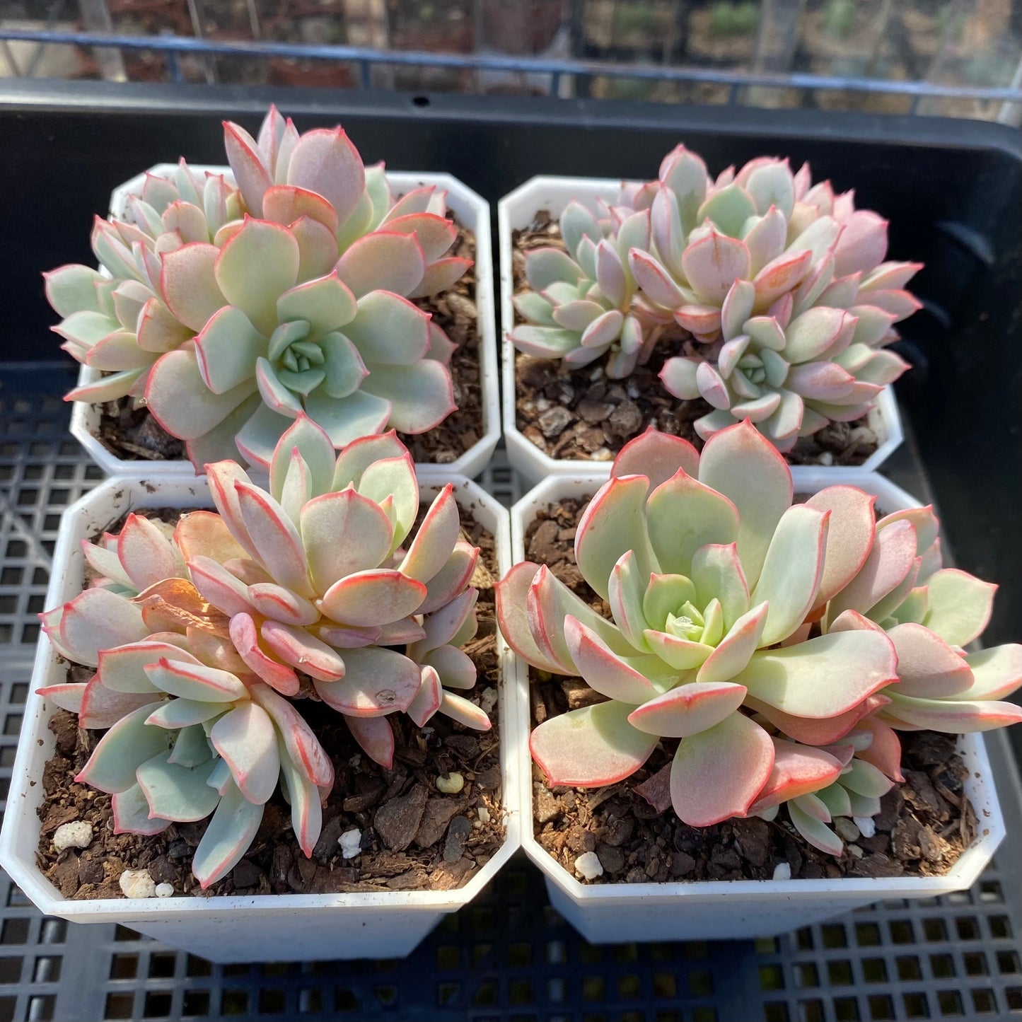 Echeveria subcorymbosa lau 026