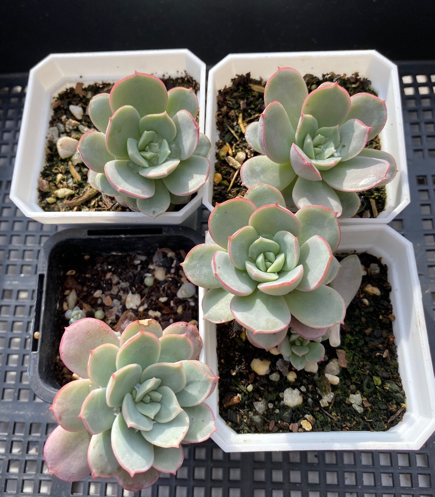 Echeveria subcorymbosa lau 026