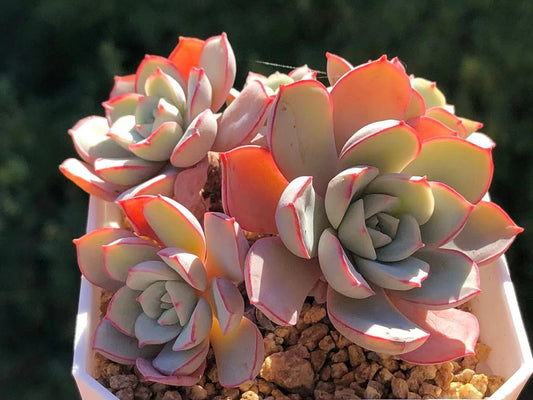 Echeveria subcorymbosa lau 026