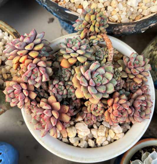 Echeveria subcorymbosa lau 030