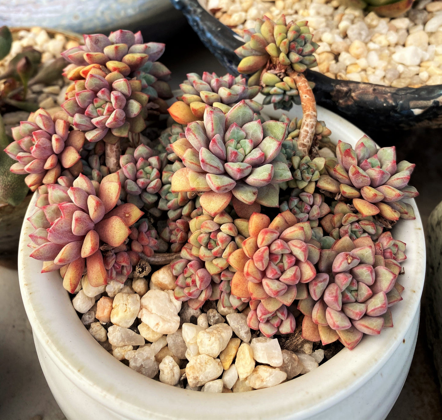 Echeveria subcorymbosa lau 030