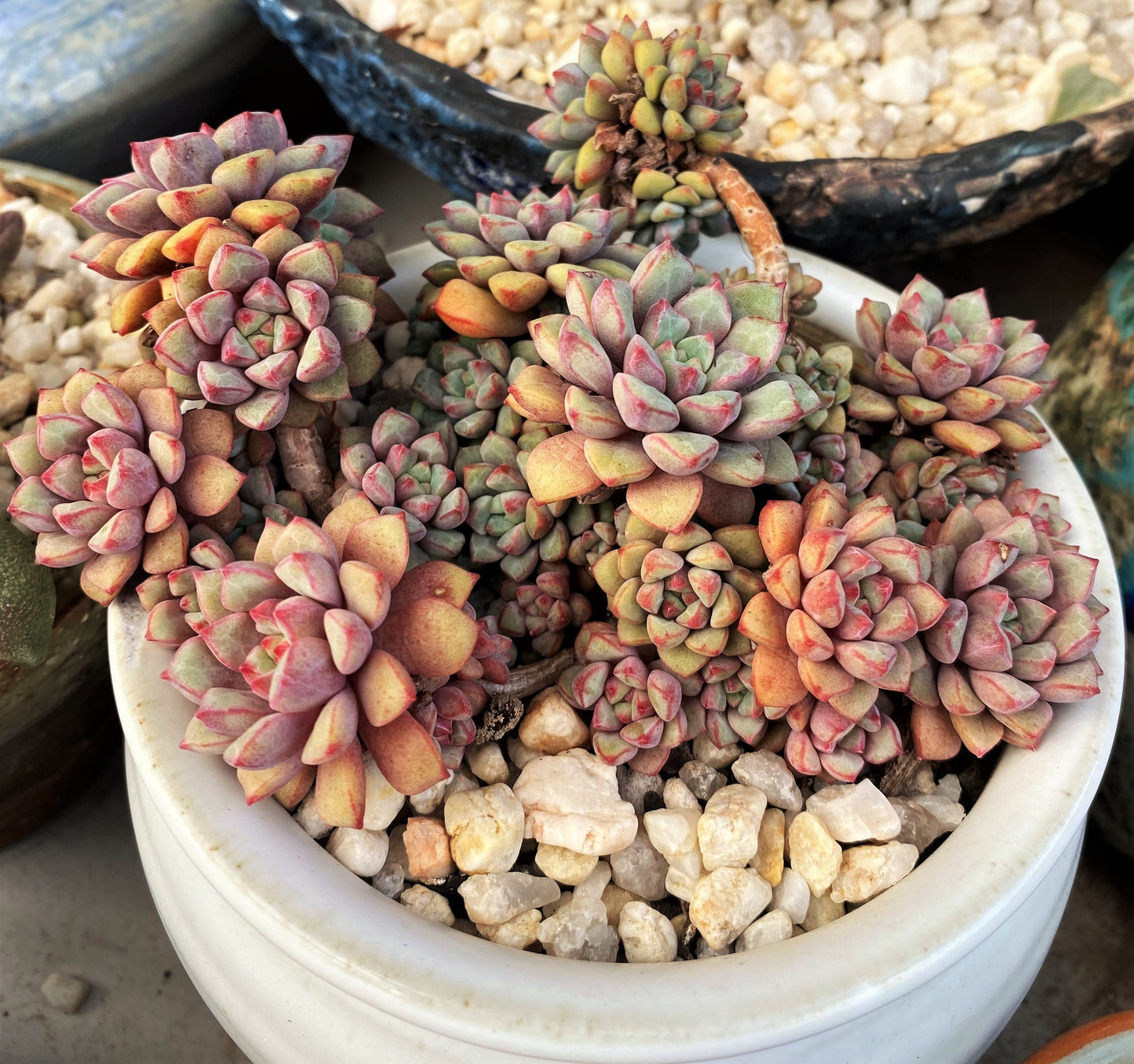 Echeveria subcorymbosa lau 030