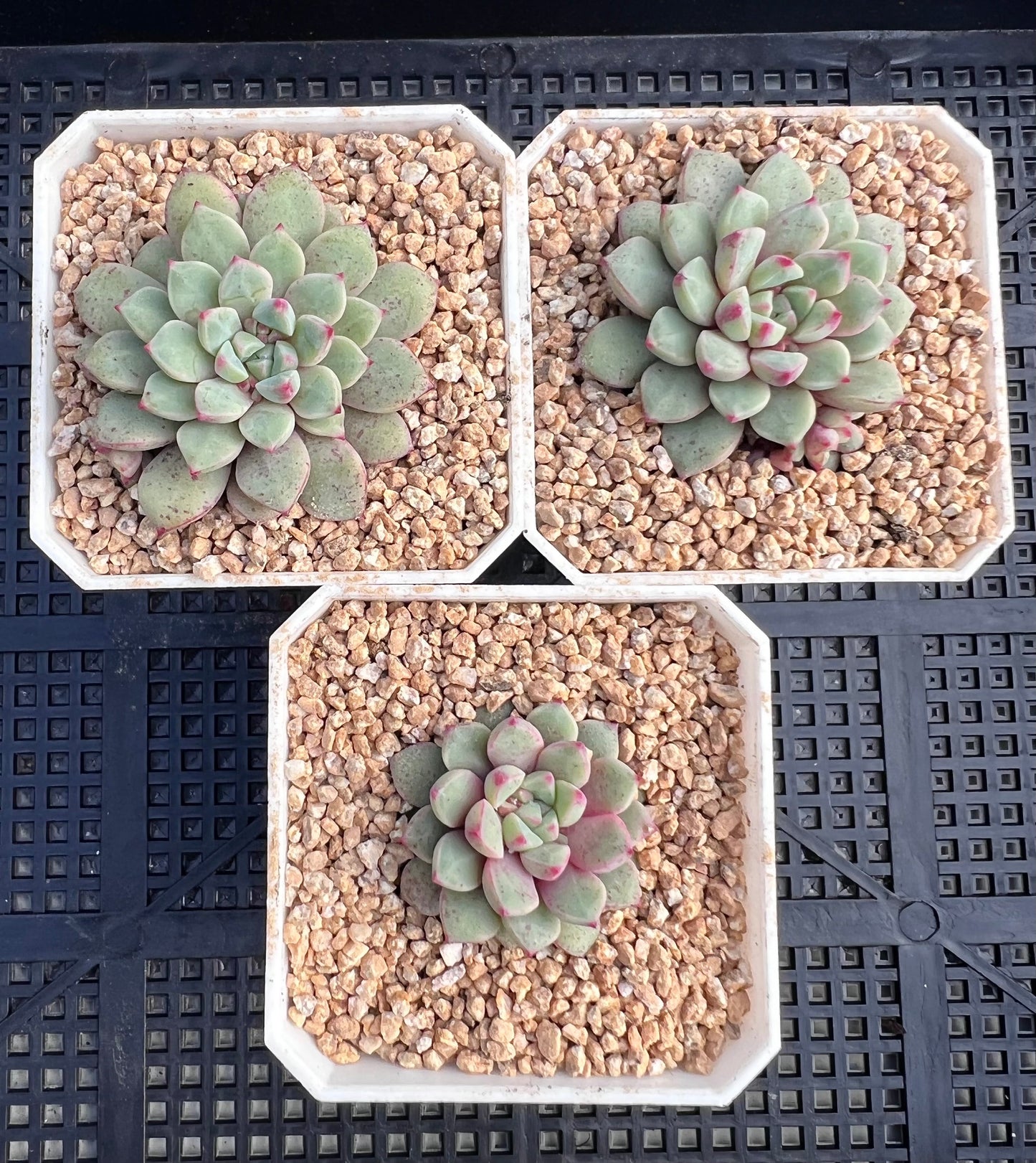 Echeveria subcorymbosa lau 030