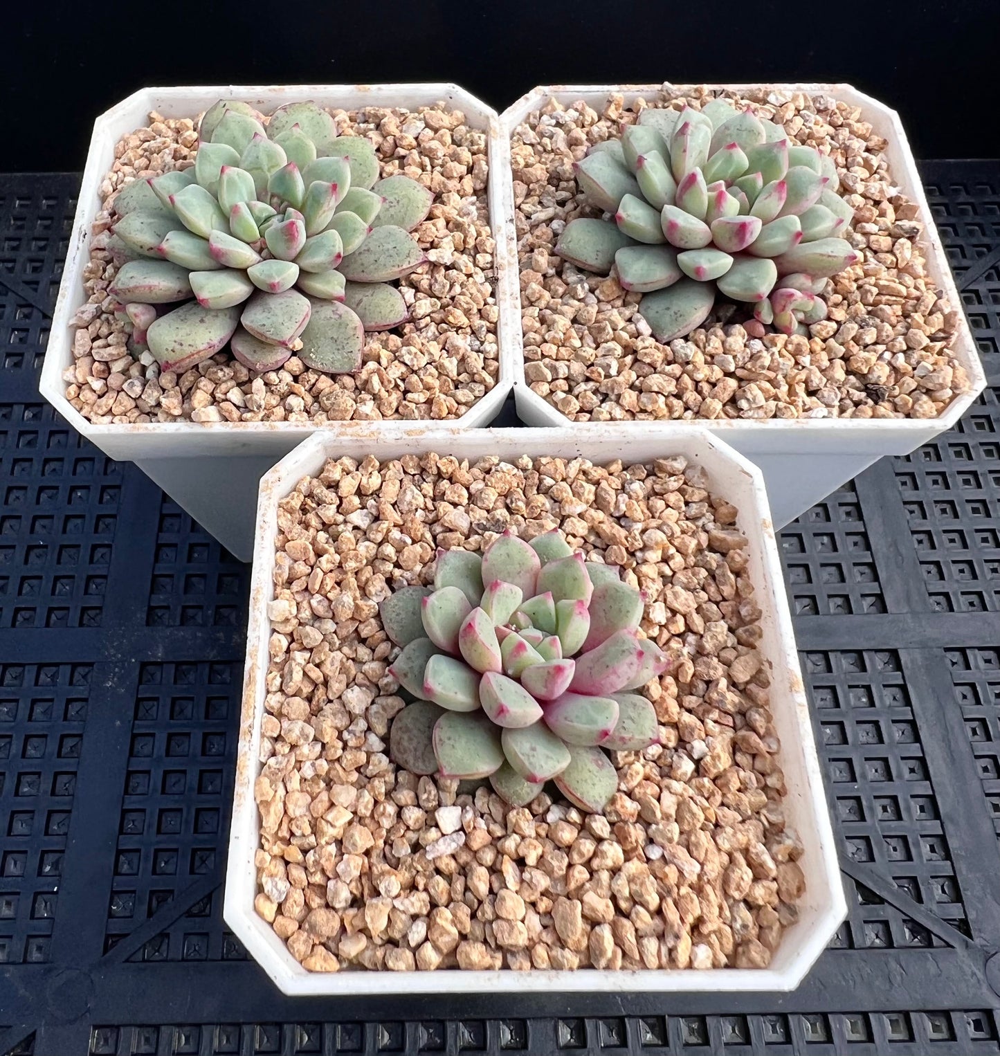 Echeveria subcorymbosa lau 030