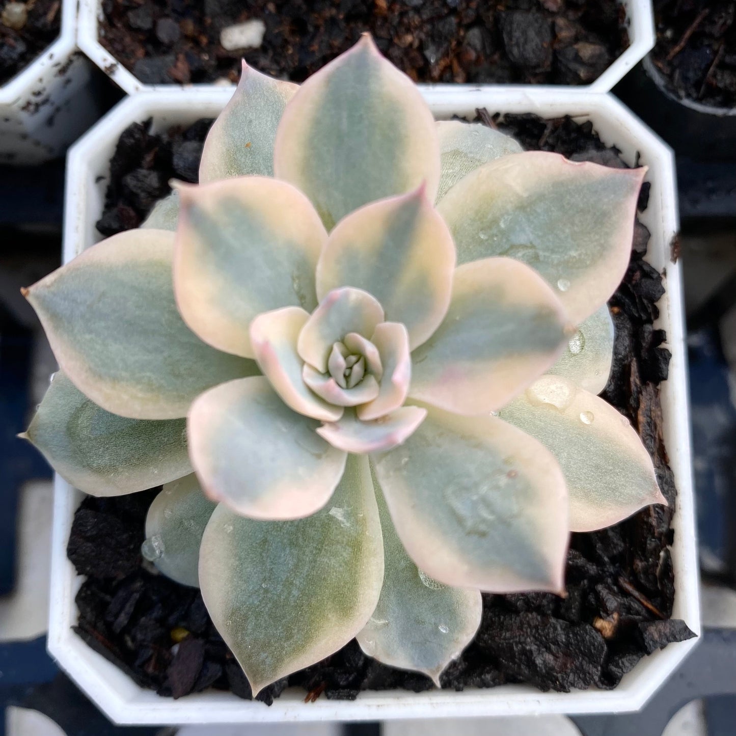 Echeveria subsessilis variegated