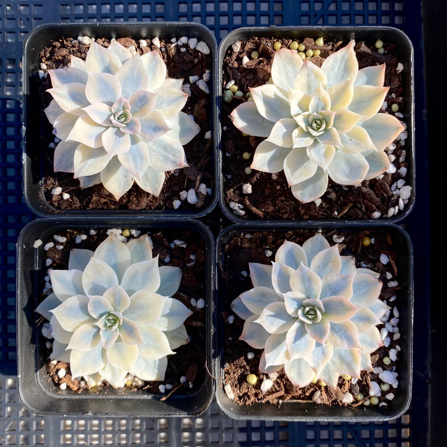 Echeveria subsessilis variegated